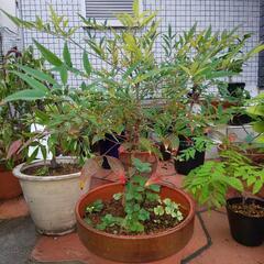 シマトリネコ　 苗 植物   色々あります  植木鉢