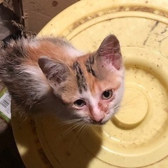 野良猫 子猫 三毛 メス 生後1~2ヶ月