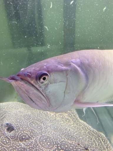 引越しの為大型魚 水槽 処分！