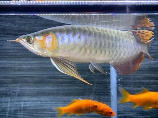 アロワナ28～30センチ前後　ヘッドダウンしてます。 アロワナ28～30センチ前後 ヘッドダウンしてます。