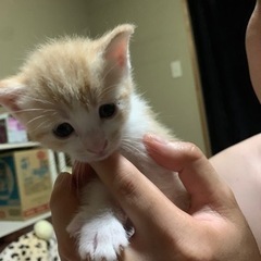 6月19日生まれの子猫です。