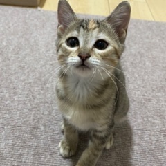 美猫顔★しちみちゃん★3ヶ月