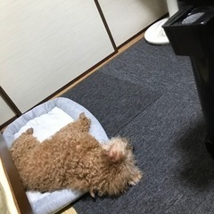 ミックス犬