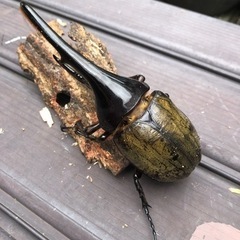 ヘラクレスオオカブトムシ　141mm