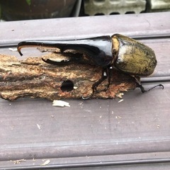 ヘラクレスオオカブトムシ　141mm