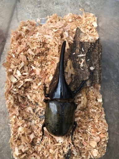 ヘラクレスオオカブトムシ　141mm