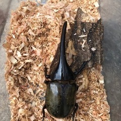 ヘラクレスオオカブトムシ　141mm