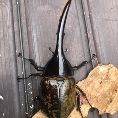 ④ヘラクレスオオカブトムシ　ペア　早いもの勝ち