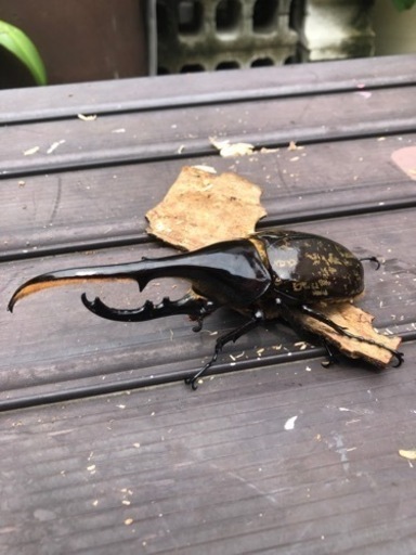 ④ヘラクレスオオカブトムシ　ペア　早いもの勝ち ④ヘラクレスオオカブトムシ ペア 早いもの勝ち 【公式通販】