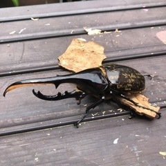 ④ヘラクレスオオカブトムシ ペア 早いもの勝ち