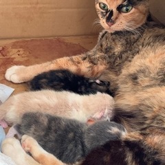 保護猫ちゃんが出産しましたー！予約受付です。母猫もの画像