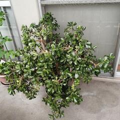 植木　（銭のなる木）