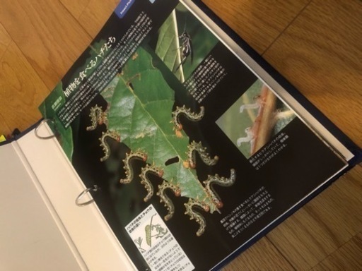 ディアゴスティーニ 世界の昆虫 データブック・レプリカ標本セット