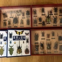 ディアゴスティーニ 世界の昆虫 データブック・レプリカ標本セット