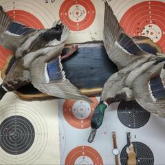 鴨の剥製(対) 実物の鴨の剥製 対