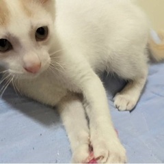 生後2〜3ヶ月ぐらいの子猫ちゃん - 猫