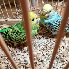 生後１か月半のセキセイインコの幼鳥（写真左グリーンの子）
