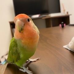 コザクラインコ よもぎちゃん