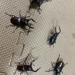 クワガタ、カブト5匹セット