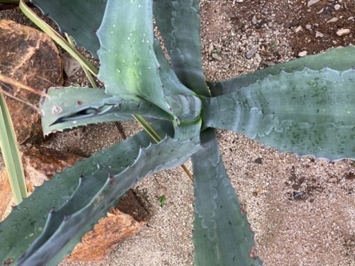 アメリカーナ アオノリュウゼツラン 大型株 【公式通販】