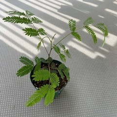 観葉植物　エバーフレッシュ　ネムノキ