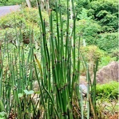 トクサ　砥草　ビオトープ・金魚池に