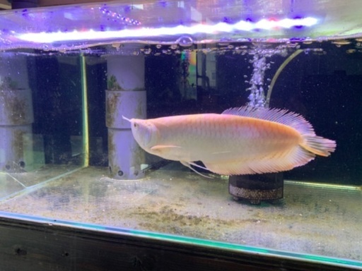 プラチナアルビノシルバーアロワナ 38㎝±