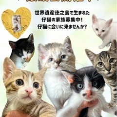 世界自然遺産【徳之島】生まれ　保護猫の家族募集中