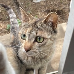 庭に住む茶猫、親子