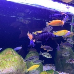 アフリカンシクリッド　