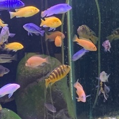 アフリカンシクリッド　