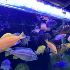 アフリカンシクリッド　