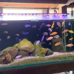 アフリカンシクリッド　