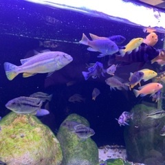 アフリカンシクリッド　