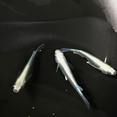 【メダカ】 サンセット極龍 針子、稚魚
