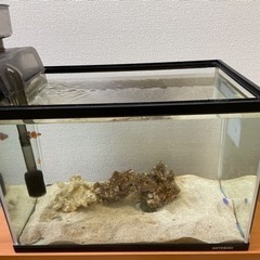 海水魚飼育セットの中古が安い 激安で譲ります 無料であげます ジモティー