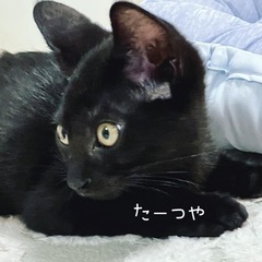 3ヶ月おちょぼ口のゴロゴロ仔猫 − 東京都