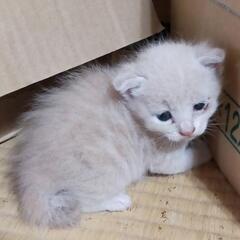 決まりました。生後半月過ぎくらいの赤ちゃん猫 − 千葉県