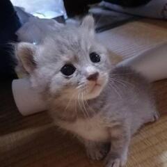 決まりました。生後半月過ぎくらいの赤ちゃん猫 - 猫