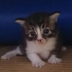 決まりました。生後半月過ぎくらいの赤ちゃん猫 - 茂原市
