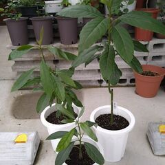 アボカドの鉢植え３鉢セット7月１７日写真更新