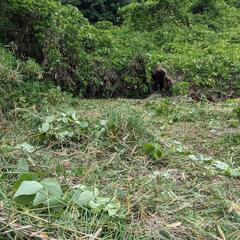 植え付けはじめました。　飲食店やお店してるかた。