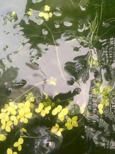 無料 水草アナカリスマツモ ウィローモス Sa 要プロフ確認 陸中山田のその他の中古あげます 譲ります ジモティーで不用品の処分