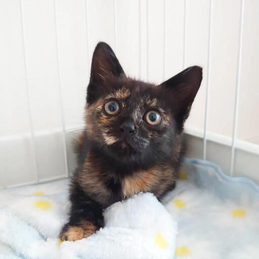 抱っこが大好きなかわいいサビ猫ちゃん ゆず 高岳の猫の里親募集 ジモティー