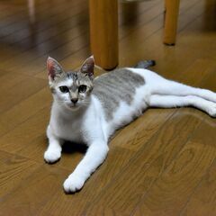 母猫と一緒に保護した、５兄妹のキジトラ女の子多分末っ子　飼い主不在を確認済み - 里親募集