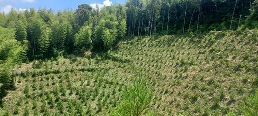 田んぼ 畑の畦道の草刈りから法面の草刈りご相談に乗ります 合同会社めぐみ林業 新栄町のその他の無料広告 無料掲載の掲示板 ジモティー