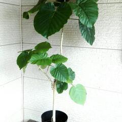 [決定しました]　観葉植物　フィカス　ウンベラータ