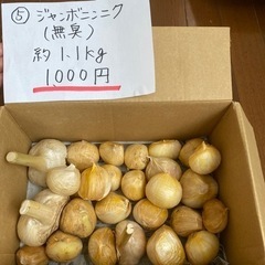 ⑤ジャンボニンニク（無臭）　約1.1キロ　1000円