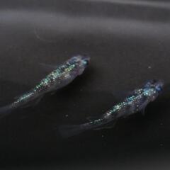 メダカ🐟️白斑サファイア