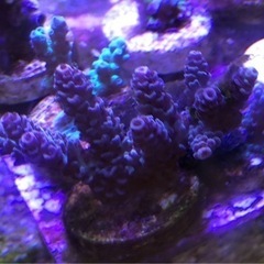 サンゴ　ミドリイシ　フラグ　海水魚　アクアリウム